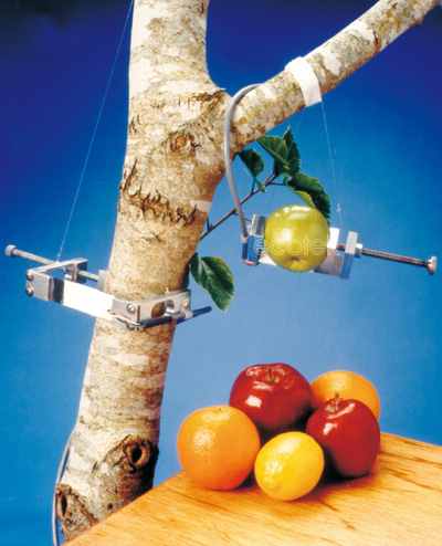 果实-树木茎干生长测量仪