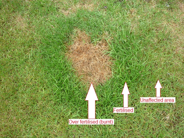 狗尿对草坪生长的影响