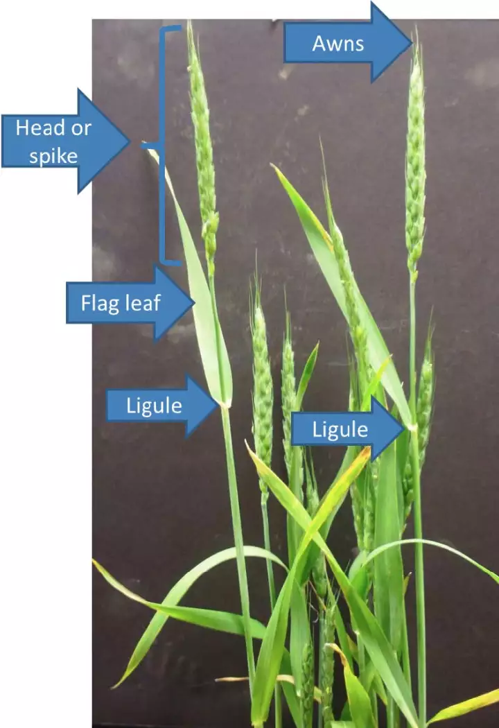 芒（Awns）、穗（Spike）、旗叶（Flag leaf）、叶舌（Ligule）