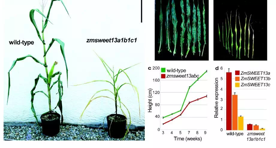ZmSWEET13旁系同源体